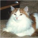 FRIGG /AV BAUNE/ AV BAUNE (CHAMPION CAC)
