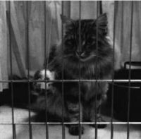 BAMSE  /ENE/ ENEBACKENS