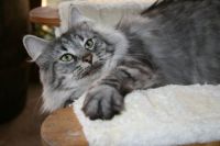 ESTELLA
