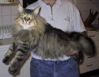 BALTHAZAR /HYR