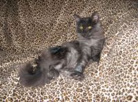 RUNA S ZWYCIEZCA TROLI (CHAMPION INTERNATIONAL CACIB)