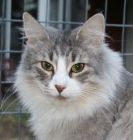 NANNA NOON /JUST JUST CATNAPS (CHAMPION INTERNATIONAL CACIB)