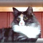 BJORK /AV BORG/ AV BORGUND (CHAMPION INTERNATIONAL CACIB)