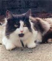 DE LILLO JAKTVIKAS (CHAMPION INTERNATIONAL CACIB)
