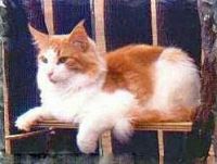 KING LION