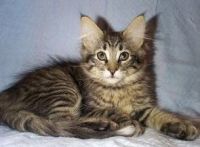 BAST /J/ JUST CATNAPS (CHAMPION CAC)