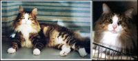 ELIOT /TIGRE/