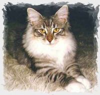 MISCHA /DOVR/ DOVREGUBBENS (CHAMPION INTERNATIONAL CACIB)