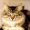 ROMEO 1994 /AA SANS AA SANS AFFIXE (CHAMPION EUROPE CACE)