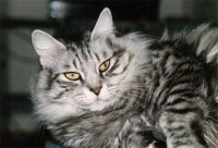 BAGHIRA /VON DER CAT
