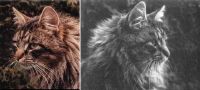 LURIFAX /HOV/ HOVEDMANNSGARD (CHAMPION EUROPE CACE)