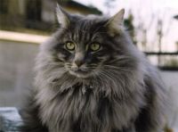 GANDALF /AFJO/