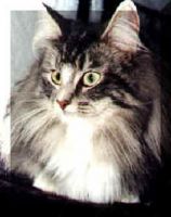 AMANTIS