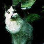 JOSEFINE 1974