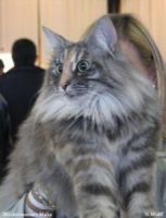 MALVA BLECKTRUMMANS (CHAMPION EUROPE CACE)