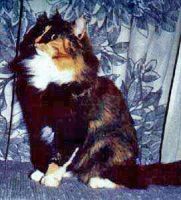 ELIZA /TIGRE/ TIGRESSANS