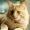 LESTAT /ON TIN/ ON TIN TIO S (CHAMPION INTERNATIONAL CACIB)