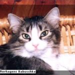 BABUSCHKA /KL KLOFTERHAGENS