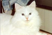 FROSTY 1989 /AA AA SANS AFFIXE (GRAND CHAMPION INTERNATIONAL CAGCIB)