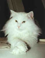 KAREN AUGUSTA /FEL JUB/ FELIS JUBATUS (CHAMPION CAC)