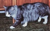 SILVER PYSANKO /TORV/ TORVMYRA S (CHAMPION INTERNATIONAL CACIB)