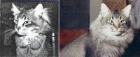 RAGGEN 1985 (CHAMPION INTERNATIONAL CACIB)