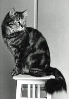 FRANCESCO R G GAUPESKOGENS (CHAMPION CAC)