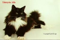 ALFA /TAH