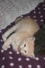 OLINA