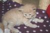 OLINA
