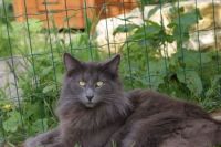 DRACCHUS DU DOMAINE DES COMTES DE MOSCONE (GRAND CHAMPION INTERNATIONAL CAGCIB TOP TEN 2009)