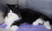 MAFALDA /AV HULD/ AV HULDER (CHAMPION EUROPE CACE)