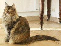 Tzarina