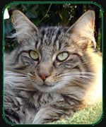 FAUSTINA