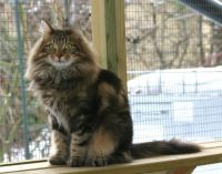 OHOJTIDELIG /FEL JUB/ FELIS JUBATUS (CHAMPION CAC)