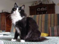 PRINS PILFINGER /FEL JUB/ FELIS JUBATUS (CHAMPION INTERNATIONAL CACIB)