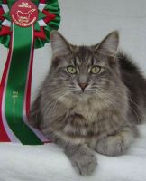 AFFINITY BLUE HOPE WONDER WOODS (CHAMPION INTERNATIONAL CACIB)