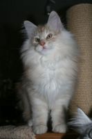 HORUS