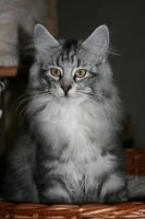 HERA