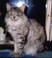 SILVERELLA /AMBIE/