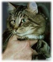 SYLVESTER /SOLHUSET