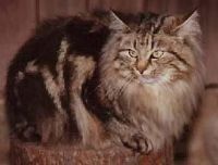 FELICIA / FAFA FAFANGANS (CHAMPION INTERNATIONAL CACIB)