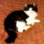 FERGUS /COLOS/ COLOSSEUMS (CHAMPION INTERNATIONAL CACIB)