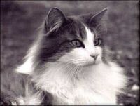 ALBERT ABERG JULIES (CHAMPION INTERNATIONAL CACIB)