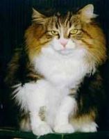 PAPAGENO /OBA OBA (CHAMPION EUROPE CACE)