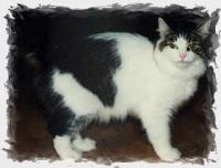 PAMINA /OBA OBA (CHAMPION EUROPE CACE)