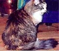 TIGER LILLY /1983/