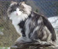 FLYING DUTCHMAN