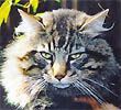 AUGUST STRINDBERG FELIS JUBATUS (CHAMPION EUROPE CACE)