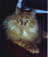 FELIX 1986 /AA